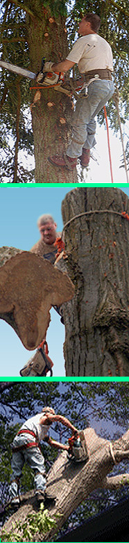 Canzler Tree Service employees at work. canzler employees at work