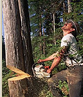tree removal photo