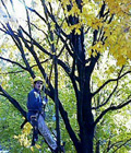 tree trimming photo